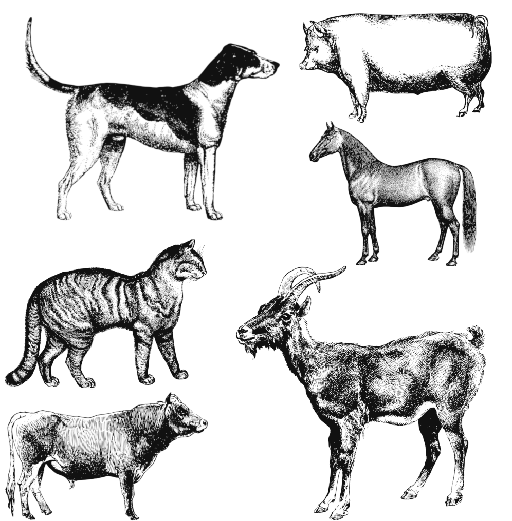 Hand drawn animals